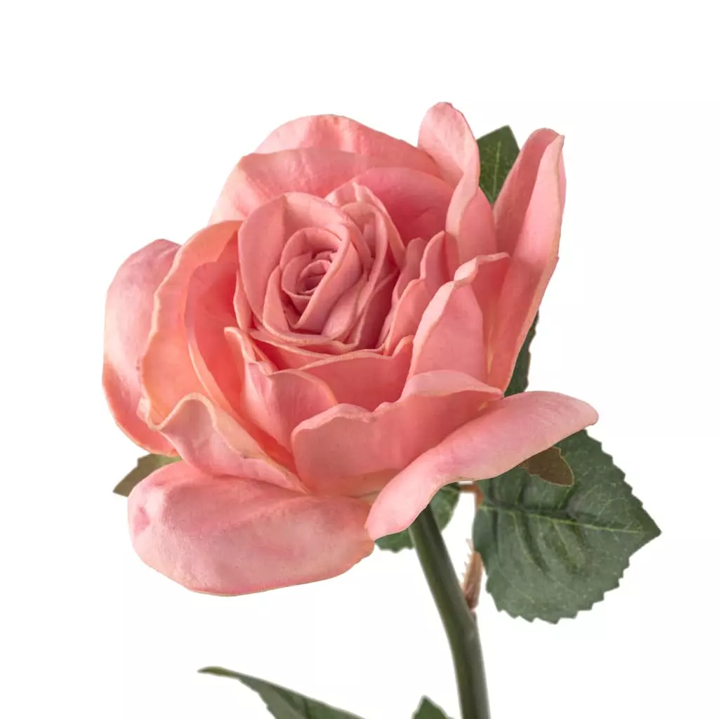 Cheap โค๏ธ Blush Rose Stem by Ashland® ๐งจ 5 Cheap โค๏ธ Blush Rose Stem by Ashland® ๐งจ - Image 3