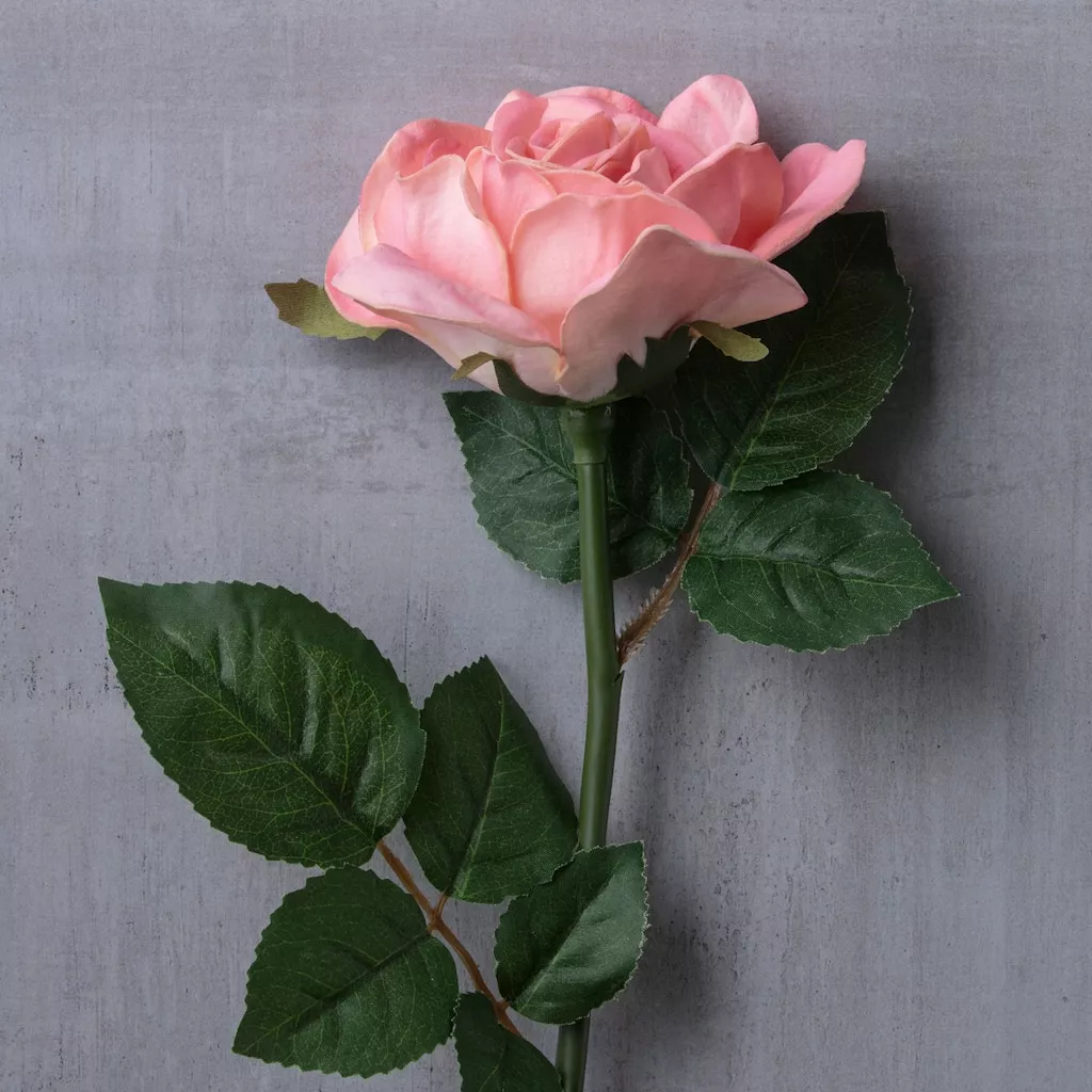 Cheap โค๏ธ Blush Rose Stem by Ashland® ๐งจ 4 Cheap โค๏ธ Blush Rose Stem by Ashland® ๐งจ - Image 2