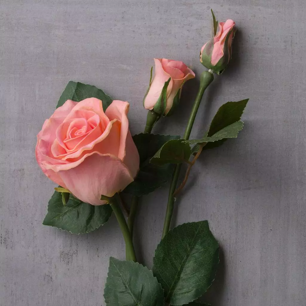 New ✔️ Blush Rose Stem by Ashland® ⭐ 4 New ✔️ Blush Rose Stem by Ashland® ⭐ - Image 2