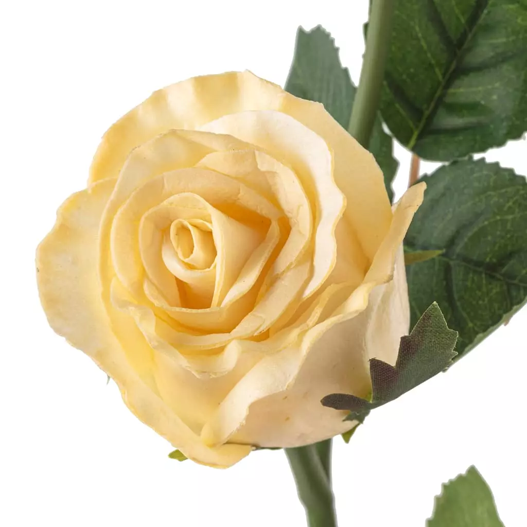 Buy ✨ White Rose Stem by Ashland® ✨ 5 Buy ✨ White Rose Stem by Ashland® ✨ - Image 3