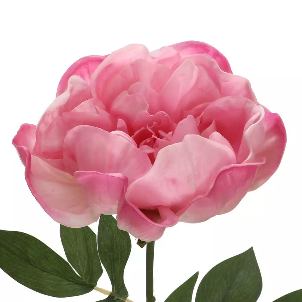 Best Sale ⭐ 6 Pack: Pink Peony Stem by Ashland® ⌛ 4 Best Sale ⭐ 6 Pack: Pink Peony Stem by Ashland® ⌛ - Image 2