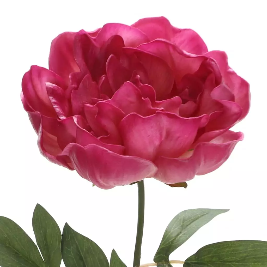 New ๐ Fuchsia Peony Stem by Ashland® โญ 4 New ๐ Fuchsia Peony Stem by Ashland® โญ - Image 2