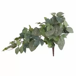 Promo 😉 6 Pack: Green Hanging Fittonia Bush by Ashland® 👍
