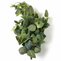 Deals 😍 Green Hanging Fittonia Bush by Ashland® ⌛ -Ashland Online Store 10626924 21