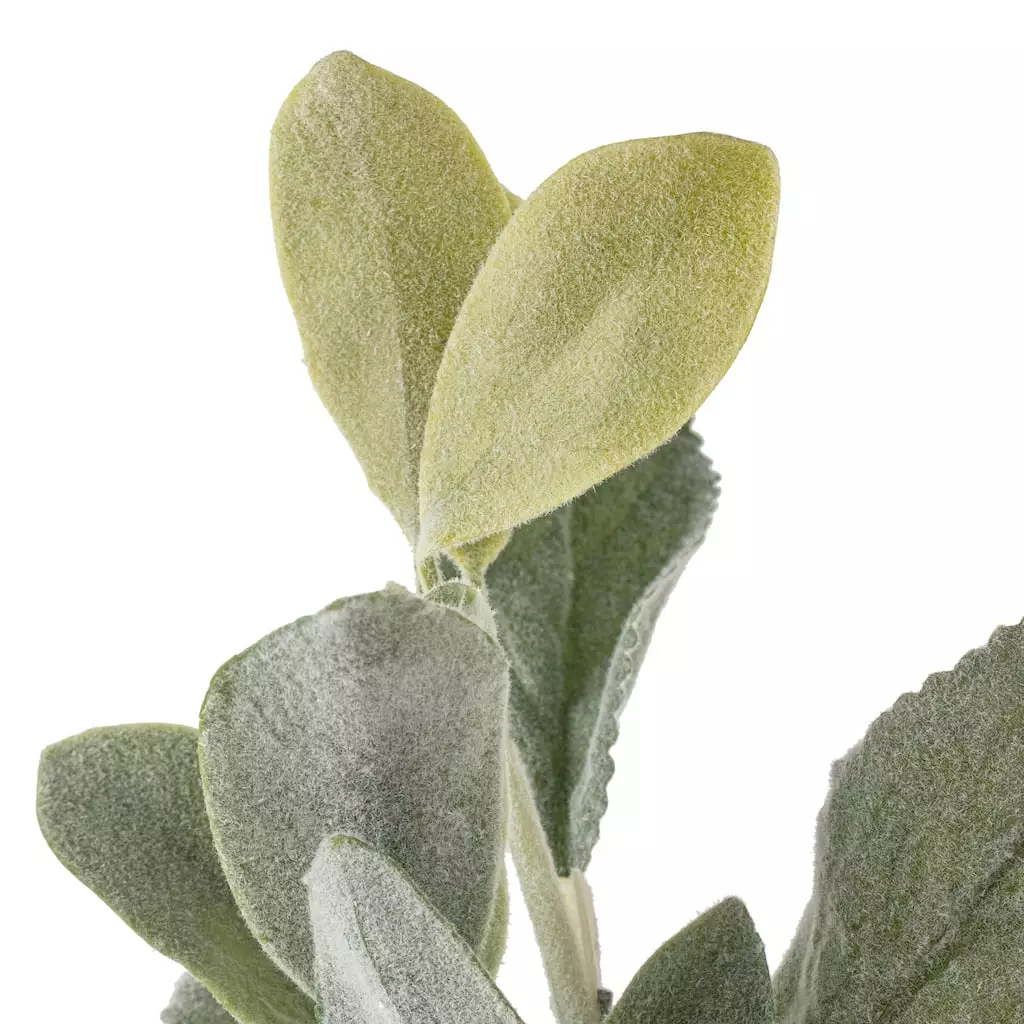 Best reviews of ✨ Lamb's Ear Bush by Ashland® ✔️ 6 Best reviews of ✨ Lamb's Ear Bush by Ashland® ✔️ - Image 4