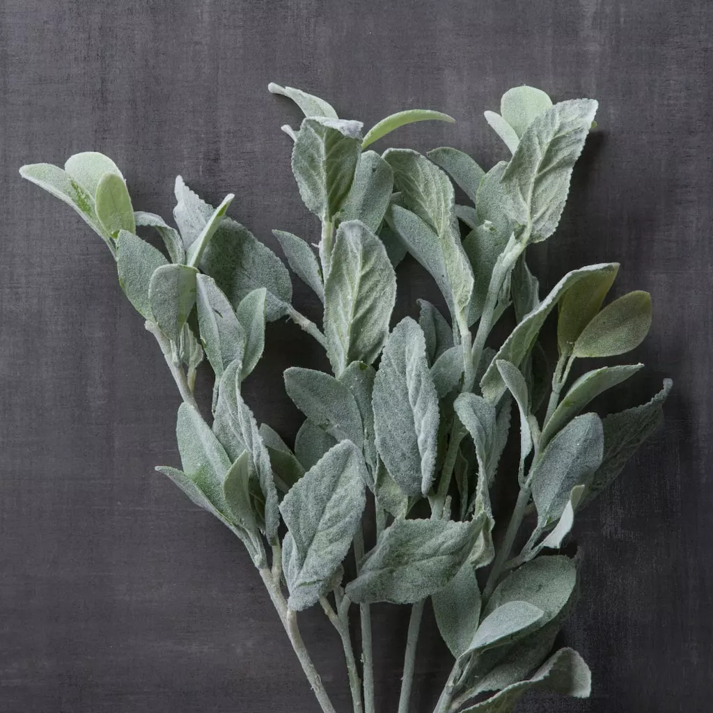 Best reviews of ✨ Lamb's Ear Bush by Ashland® ✔️ 4 Best reviews of ✨ Lamb's Ear Bush by Ashland® ✔️ - Image 2