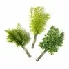 Top 10 ๐ 12 Pack: Assorted Green Fern Bundle by Ashland® ๐ 2 Top 10 ๐ 12 Pack: Assorted Green Fern Bundle by Ashland® ๐ -Ashland Online Store 10626932 21 1