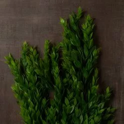 Best Sale ⭐ Hanging Ruscus Bush by Ashland® ✨ 11 Best Sale ⭐ Hanging Ruscus Bush by Ashland® ✨ -Ashland Online Store 10626982 25