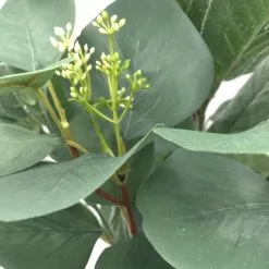 Outlet 😀 Silver Dollar & Lamb's Ear Bush by Ashland® 😀 -Ashland Online Store 10626983 3