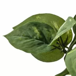 Best Pirce 😉 Green Pothos Bush by Ashland® ✨ -Ashland Online Store 10626988 20