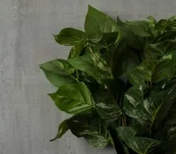 Best Pirce 😉 Green Pothos Bush by Ashland® ✨ -Ashland Online Store 10626988 25