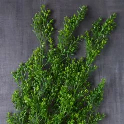Budget ⌛ Green Boxwood Bush by Ashland® 😍 -Ashland Online Store 10627315 22