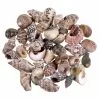 Top 10 ✨ Natural Small Sea Shell Mix by Ashland® 🛒