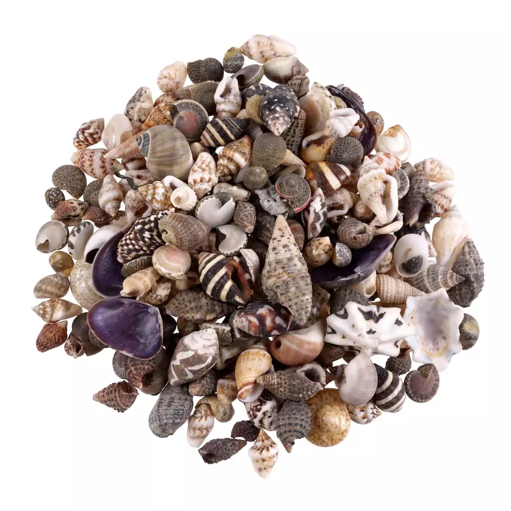 Wholesale ๐ Natural Extra Small Sea Shell Mix by Ashland® โ 3 Wholesale ๐ Natural Extra Small Sea Shell Mix by Ashland® โ