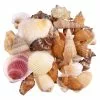 Coupon 🛒 12 Pack: Natural Mixed Shells by Ashland® 🎉