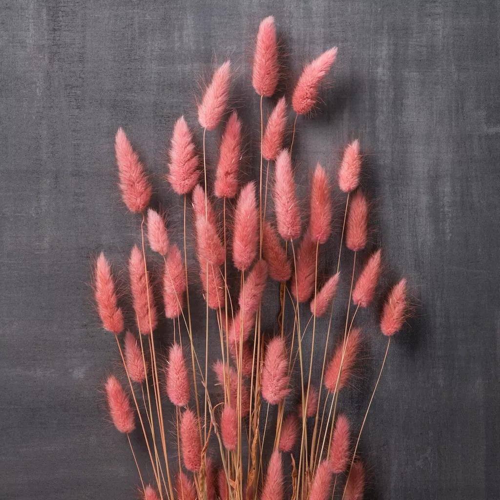 Flash Sale ✔️ Assorted Lagurus Bundle by Ashland® ⌛ 4 Flash Sale ✔️ Assorted Lagurus Bundle by Ashland® ⌛ - Image 2