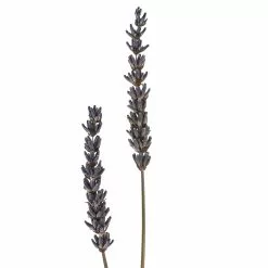 Best Pirce 🎉 Lavender Grass Bundle by Ashland® 🤩 -Ashland Online Store 10628611 20