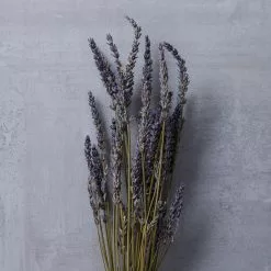 Best Pirce 🎉 Lavender Grass Bundle by Ashland® 🤩 -Ashland Online Store 10628611 22