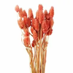 Cheap 🧨 6 Pack: Coral Poa Grass Bundle by Ashland® ⭐ -Ashland Online Store 10628612 2