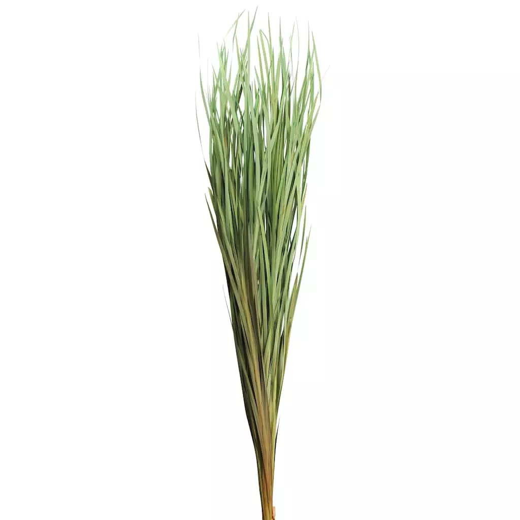 Cheapest โ 8 Pack: Green Magnolia Flax Grass Bundle by Ashland® ๐คฉ 3 Cheapest โ 8 Pack: Green Magnolia Flax Grass Bundle by Ashland® ๐คฉ