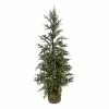 Hot Sale 😀 3ft. Pine Tree in Basket by Ashland® ⌛