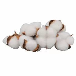Best reviews of 👏 White Cotton Pod Decorative Filler by Ashland® 🛒 -Ashland Online Store 10675976 3