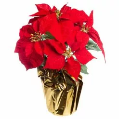 Wholesale 😀 Red Velvet Potted Poinsettia with Gold Foil by Ashland® ❤️