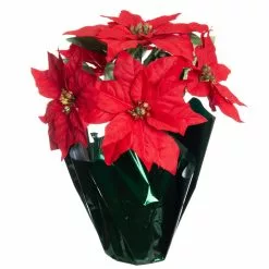 Top 10 👍 Red Potted Poinsettia with Green Foil by Ashland® ✔️