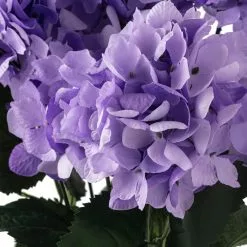 Coupon 💯 Purple Hydrangea Bush by Ashland® ⭐ -Ashland Online Store 10677449 20