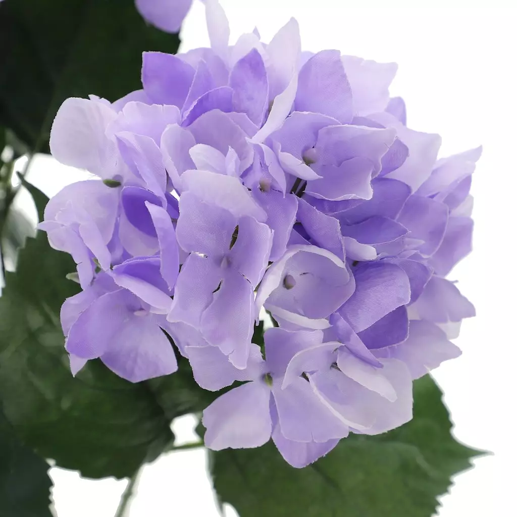 Best Pirce โจ 12 Pack: Purple Hydrangea Bush by Ashland® ๐ 5 Best Pirce โจ 12 Pack: Purple Hydrangea Bush by Ashland® ๐ - Image 3