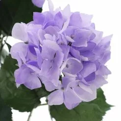 Coupon 💯 Purple Hydrangea Bush by Ashland® ⭐ -Ashland Online Store 10677449 3