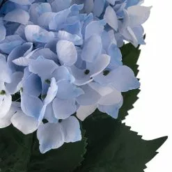 Best reviews of 🎁 Light Blue Hydrangea Bush by Ashland® 💯 -Ashland Online Store 10677452 20 1