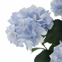 Best reviews of 🎁 Light Blue Hydrangea Bush by Ashland® 💯 -Ashland Online Store 10677452 3 1