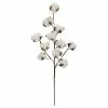 Coupon ⌛ Cotton Stem by Ashland® 🛒 -Ashland Online Store 10679177 1