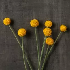 Outlet 🎉 Yellow Billy Ball Stem by Ashland® 🛒 -Ashland Online Store 10679191 25