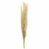Cheapest ⌛ Natural Brown Pampas Bunch by Ashland® ✨ -Ashland Online Store 10697588 1