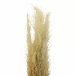 Cheapest ⌛ Natural Brown Pampas Bunch by Ashland® ✨ -Ashland Online Store 10697588 2