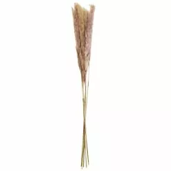 Buy 👍 Mini Natural Brown Pampas Bunch by Ashland® 🧨