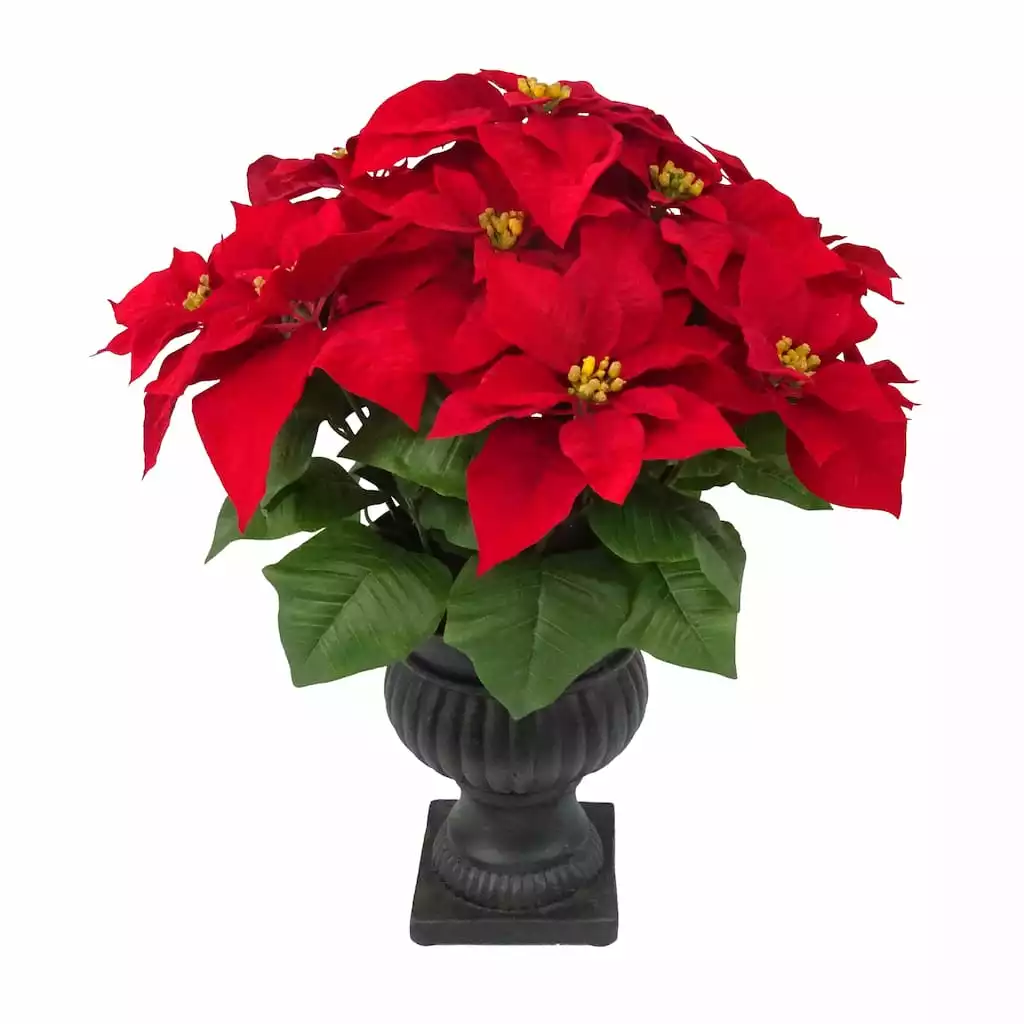 Hot Sale ๐ 24" Deluxe Potted Red Poinsettia by Ashland® โ๏ธ 3 Hot Sale ๐ 24" Deluxe Potted Red Poinsettia by Ashland® โ๏ธ