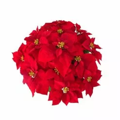Hot Sale ๐ 24" Deluxe Potted Red Poinsettia by Ashland® โ๏ธ 5 Hot Sale ๐ 24" Deluxe Potted Red Poinsettia by Ashland® โ๏ธ -Ashland Online Store 10700083 2