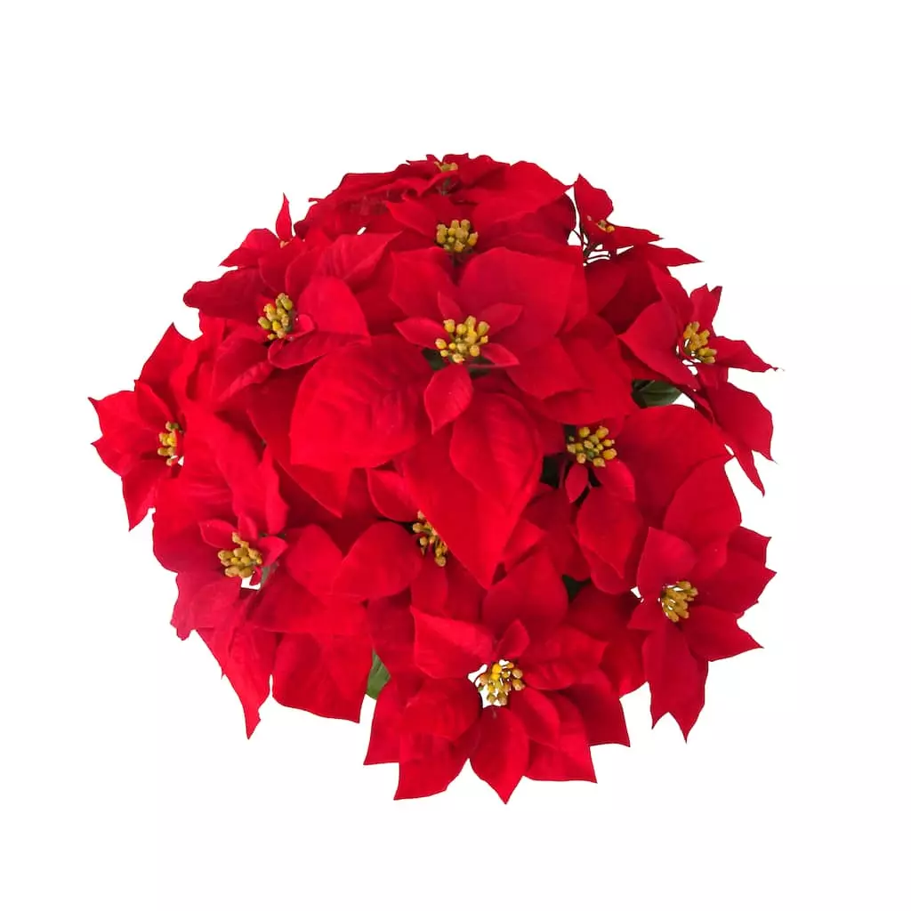 Hot Sale ๐ 24" Deluxe Potted Red Poinsettia by Ashland® โ๏ธ 4 Hot Sale ๐ 24" Deluxe Potted Red Poinsettia by Ashland® โ๏ธ - Image 2