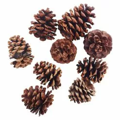 Discount ❤️ Cinnamon Scented Pinecones by Ashland® 🧨 -Ashland Online Store 10701018 2