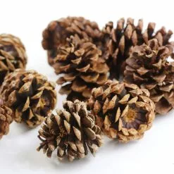 Discount ❤️ Cinnamon Scented Pinecones by Ashland® 🧨 -Ashland Online Store 10701018 3