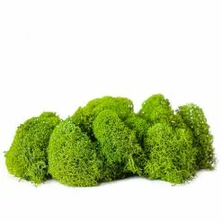 Buy ✔️ Green Reindeer Moss by Ashland® 💯 -Ashland Online Store 10703339 2