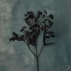 Cheapest 😀 12 Pack: Black Double Baby's Breath Spray by Ashland® 💯 -Ashland Online Store MP035277 20