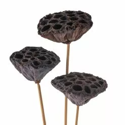 Deals ✨ 12 Pack: Natural Lotus Pods Stem by Ashland® ⌛ -Ashland Online Store MP065712 20