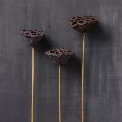 Deals ✨ 12 Pack: Natural Lotus Pods Stem by Ashland® ⌛ -Ashland Online Store MP065712 22