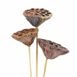 Deals ✨ 12 Pack: Natural Lotus Pods Stem by Ashland® ⌛ -Ashland Online Store MP065712 3