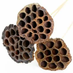 Deals ✨ 12 Pack: Natural Lotus Pods Stem by Ashland® ⌛ -Ashland Online Store MP065712 4