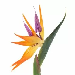 Coupon 🛒 12 Pack: Yellow Bird of Paradise Stem by Ashland® 😍 -Ashland Online Store MP066898 20